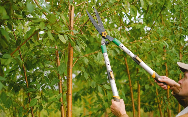 Tree trimming in Danbury, NE