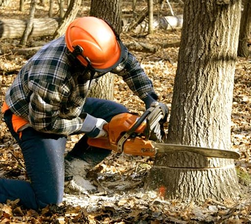 Tree Removal in Danbury, NE